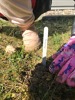MŠ - Vítání jara sázením jarních cibulek, barevná třída (20. 3. 2023)