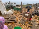 MŠ - Návštěva farmy JINOFARM, barevná třída (13. 11. 2023)