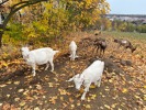 MŠ - Návštěva farmy JINOFARM, barevná třída (13. 11. 2023)