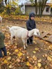 MŠ - Návštěva farmy JINOFARM, barevná třída (13. 11. 2023)