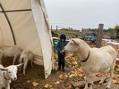 MŠ - Návštěva farmy JINOFARM, barevná třída (13. 11. 2023)