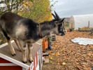 MŠ - Návštěva farmy JINOFARM, barevná třída (13. 11. 2023)