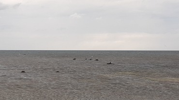Švédský ostrov Öland