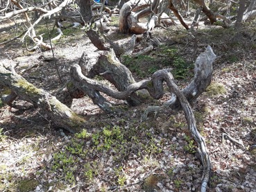 Švédský ostrov Öland