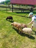 MŠ - Celodenní výlet do Zooparku Zelčín (24. 6. 2025)