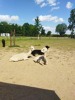 MŠ - Celodenní výlet do Zooparku Zelčín (24. 6. 2025)