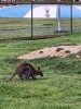 MŠ - Celodenní výlet do Zooparku Zelčín (24. 6. 2025)