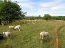 MŠ - Výlet za ovečkami, červená a žlutá třída (28. června 2016)