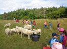MŠ - Výlet za ovečkami, červená a žlutá třída (28. června 2016)