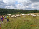 MŠ - Výlet za ovečkami, červená a žlutá třída (28. června 2016)