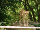 MŠ - Celodenní výlet do ZOO Plzeň (7. 6. 2017)