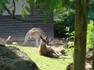 MŠ - Celodenní výlet do ZOO Plzeň (7. 6. 2017)