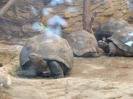 MŠ - Celodenní výlet do ZOO Plzeň (7. 6. 2017)