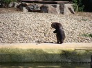 MŠ - Celodenní výlet do ZOO Plzeň (7. 6. 2017)