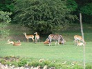 MŠ - Celodenní výlet do ZOO Plzeň (7. 6. 2017)