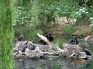 MŠ - Celodenní výlet do ZOO Plzeň (7. 6. 2017)