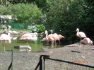 MŠ - Celodenní výlet do ZOO Plzeň (7. 6. 2017)