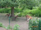 MŠ - Celodenní výlet do ZOO Plzeň (7. 6. 2017)