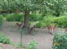 MŠ - Celodenní výlet do ZOO Plzeň (7. 6. 2017)