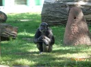 MŠ - Celodenní výlet do ZOO Plzeň (7. 6. 2017)