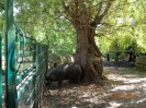 MŠ - Celodenní výlet do ZOO Plzeň (7. 6. 2017)