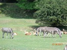 MŠ - Celodenní výlet do ZOO Plzeň (7. 6. 2017)