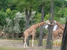 MŠ - Celodenní výlet do ZOO Plzeň (7. 6. 2017)