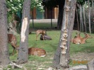 MŠ - Celodenní výlet do ZOO Plzeň (7. 6. 2017)