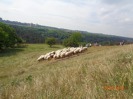 MŠ - Ovečky, modrá třída (23. 5. 2018)