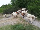 MŠ - Ovečky, barevná třída (30. 5. 2018)