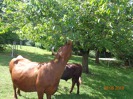 MŠ - Toulcův dvůr, žlutá třída (25. 6. 2018)