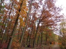 MŠ - Ekohrátky "Žijeme lesem", žlutá třída (23. 10. 2018)