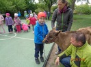 MŠ - Učení se zvířátky, modrá a červená třída (7. 5. 2019)