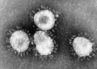 Důležité upozornění o koronaviru