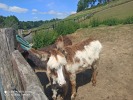 MŠ - Celodenní výlet, Farmapark Soběhrdy, žlutá a červená třída (21. 6. 2022)