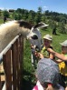 MŠ - Celodenní výlet, Farmapark Soběhrdy, barevná třída (21. 6. 2022)